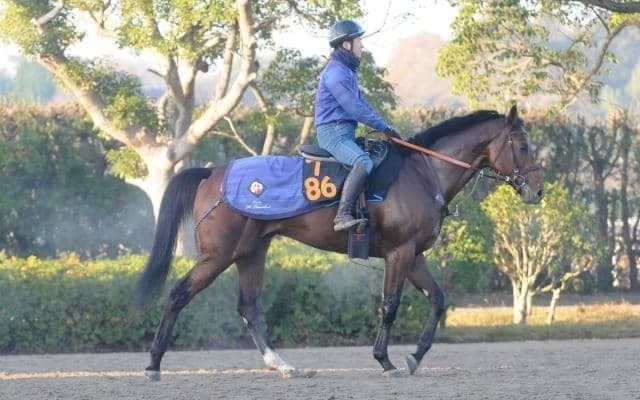 素質の高い大型馬ターコイズフリンジ 初陣に向けて調整順調/関東馬メイクデビュー情報