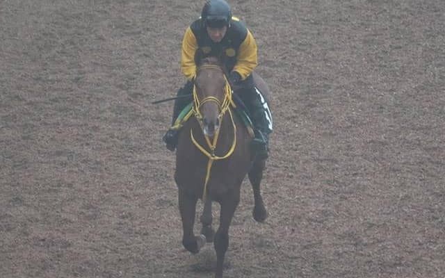 Meadow Breezeの2021(グランメドウ)など、先週の入厩情報/栗東トレセンニュース