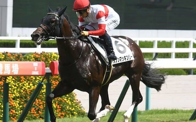 【朝日杯FS予想オッズ】ダノンマッキンリーが予想1番人気