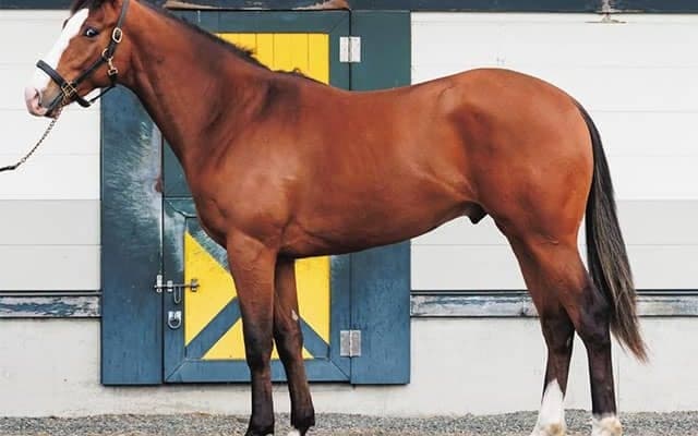 【JRA新馬戦】重賞2勝のカンタービレの仔ジャズなどがデビュー