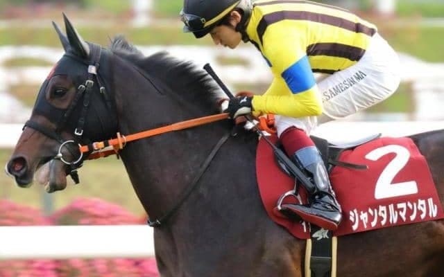 父の半弟はジャスティンパレス 日本ゆかりの持込馬が朝日杯FSでGI制覇狙う