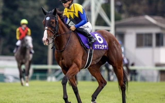 【阪神C想定馬・騎手】ママコチャ、ピクシーナイトなど17頭