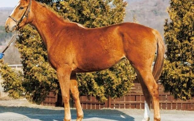 叔父に重賞勝ち馬3頭 岡田スタッドの良血ツインクルステージがデビュー