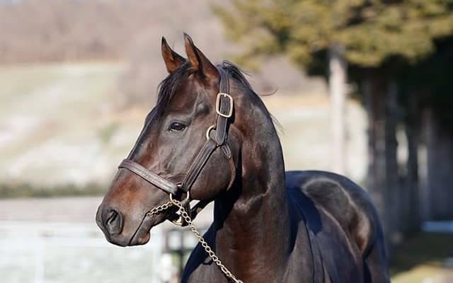 重賞2勝馬ユニコーンライオン 種牡馬生活送るアロースタッドに到着