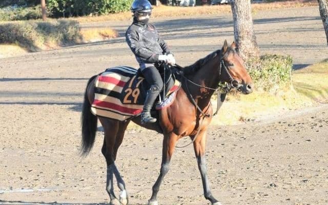 牝馬二冠ミッキークイーンの半弟初陣 「フットワーク良く素質を感じる」/関東馬メイクデビュー情報