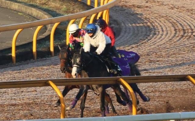 祖母にヘヴンリーロマンス 松永幹夫厩舎ゆかりの血統フェヴリエ/関西馬メイクデビュー情報