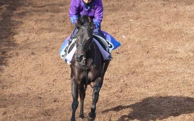 リカンカブールなど、先週の入厩情報/栗東トレセンニュース