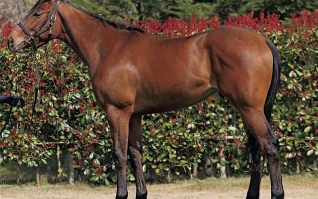 【JRA新馬戦】レインボーラインの弟フェルメール、ナムラクレアの弟ナムラアトムなどがデビュー