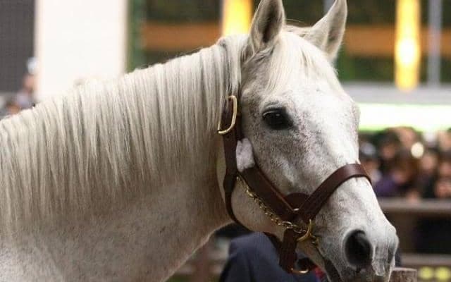 最高売上は875億104万2400円！ 有馬記念何でもランキング…最多入場人員はいつ？