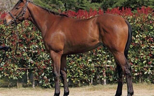 祖母ヘヴンリーロマンスの超良血 フェヴリエがデビューV目指す