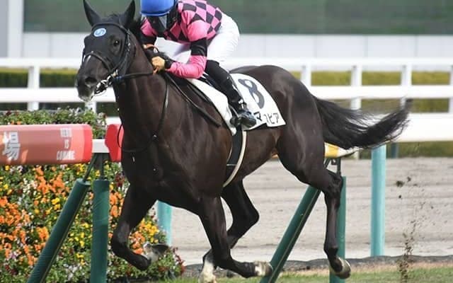 【阪神6R新馬戦結果】スマートスピアが最内から抜け出してV