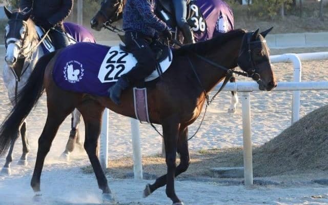 ヤマニンウルスなど、先週の入厩情報/栗東トレセンニュース