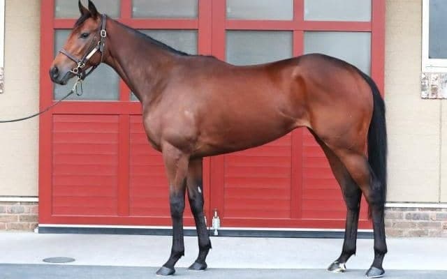 「来春のクラシックでも楽しみな逸材」 牝馬によるホープフルS制覇なるか