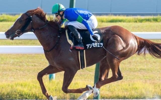 霜降り明星・粗品がホープフルSで3連単540点の大勝負！ 「今回は大穴でいきます」と計54万円分購入