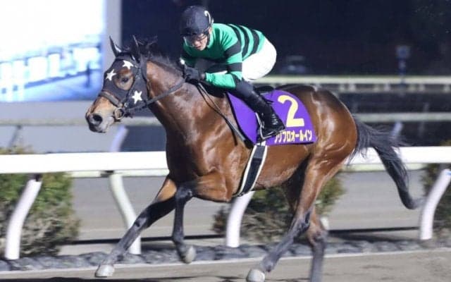 【高知・金の鞍賞】プリフロオールインが4連勝…宮川「素晴らしいものを持った馬」
