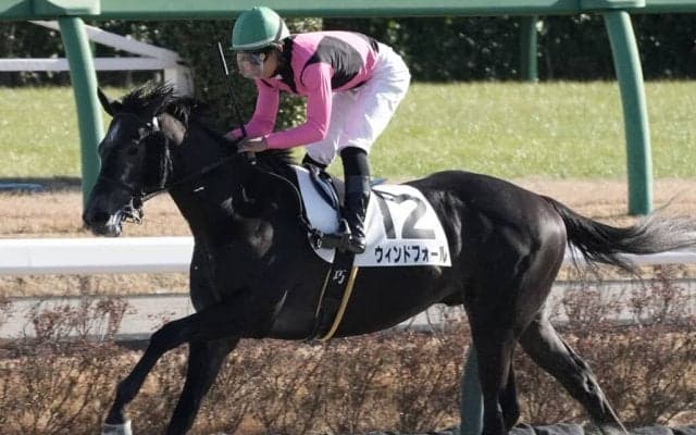 【新馬/中山6R】ウィンドフォールが好位から抜け出す…母はノットオーソリティ