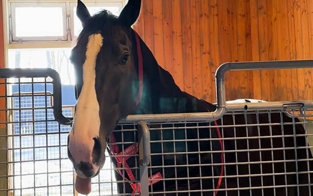 イクイノックスは先輩にも「物怖じせず」父の向かいで新生活スタート