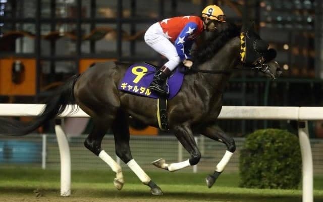 【川崎マイラーズ枠順】年始最初の南関東重賞 4連勝中のギャルダルは3枠3番