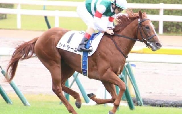 勢い乗るスワーヴリチャード産駒 シンザン記念に出走する良血2頭がレガレイラに続くか