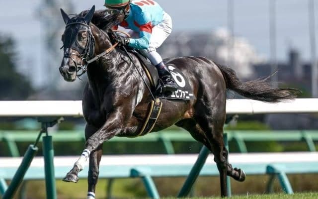 【中山金杯枠順確定】エピファニーは2枠4番、マイネルクリソーラは8枠15番