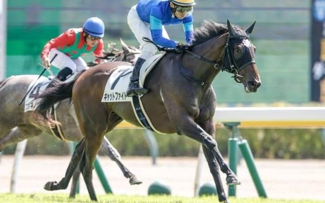 【フェアリーS枠順確定】スティールブルーは4枠6番、キャットファイトは6枠9番