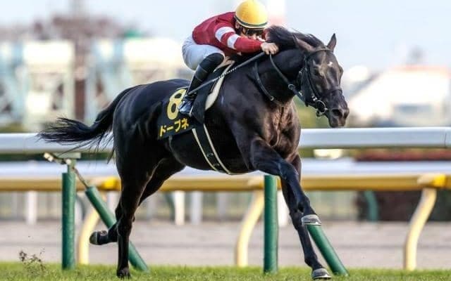 【京都金杯枠順確定】ドーブネは7枠15番、トゥードジボンは2枠4番