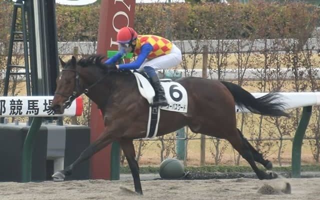 【京都4R新馬戦結果】コパノリッキー産駒テーオーパスワードが抜け出し快勝