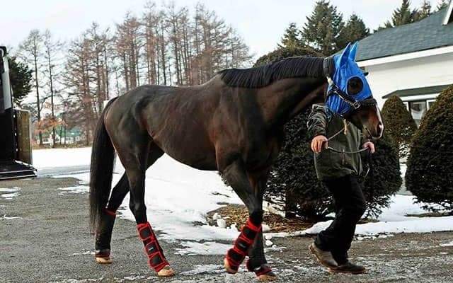 タイトルホルダーがレックススタッドに到着 菊花賞などGI・3勝