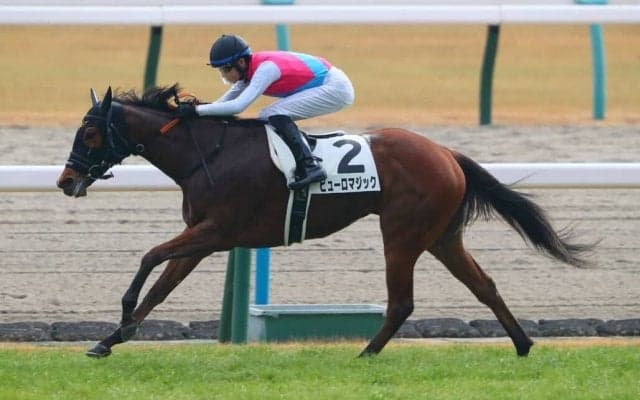 【京都6R】坂井瑠星が止まらない！断然人気ピューロマジックVで初日4勝目