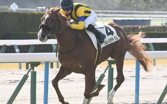 【京都5R新馬戦結果】エピファネイア産駒オルトパラティウムが3馬身半差V