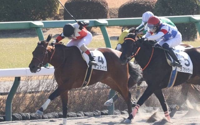 【新馬/中山4R】3連単241万円超のお年玉馬券炸裂…11番人気マコタイガがデビュー勝ち