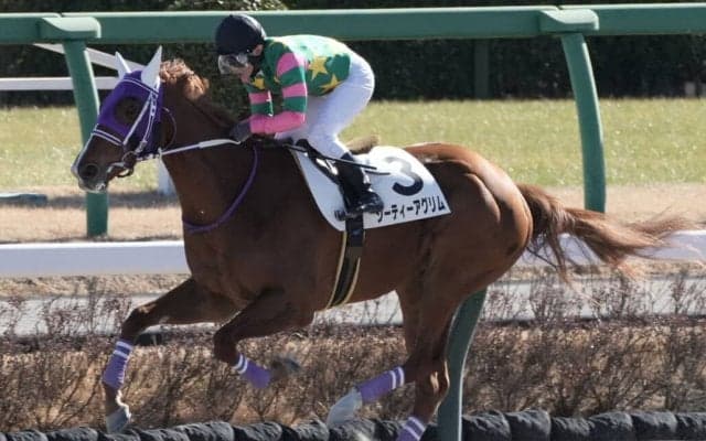 【新馬/中山4R】3連単280万円超え波乱の決着…ジーティーアグリムが3馬身差完勝
