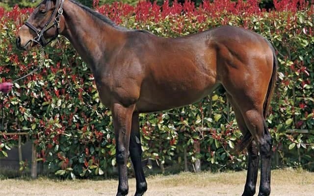 【JRA新馬戦】ミッキーアイルの半妹アイルドリアンなどがデビュー