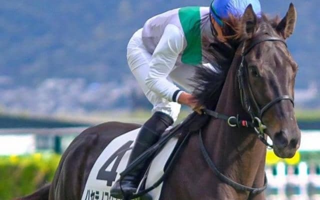 青森産馬4年ぶりのJRA重賞制覇へ ハヤテノフクノスケが京成杯参戦