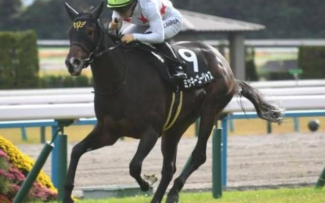 【愛知杯枠順確定】ミッキーゴージャスは7枠12番、コスタボニータは2枠2番