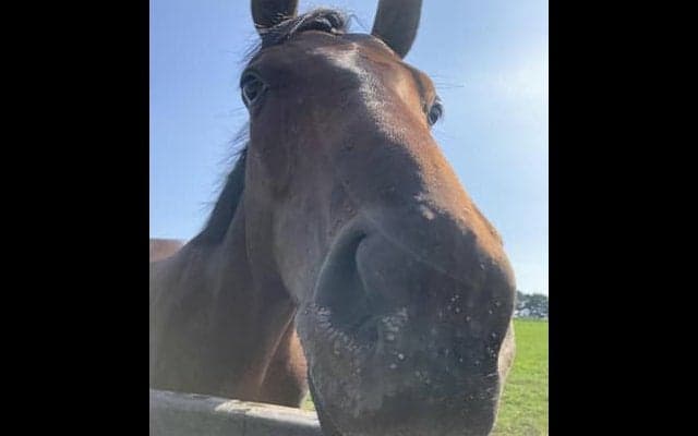 福岡ソフトバンクホークス・柳田悠岐選手が所有する競走馬2頭の馬名決定 うち1頭は地元・広島にちなんだ名前に