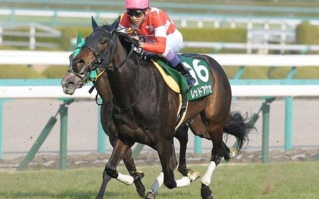 母はヴィクトリアマイル3着馬 坂路好時計のレッドエヴァンスがデビューV狙う