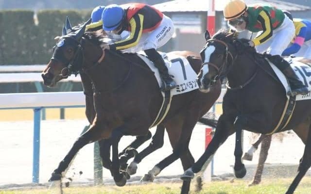 【京都5R新馬戦結果】リアルスティール産駒ミエスペランサが競り合いを制す