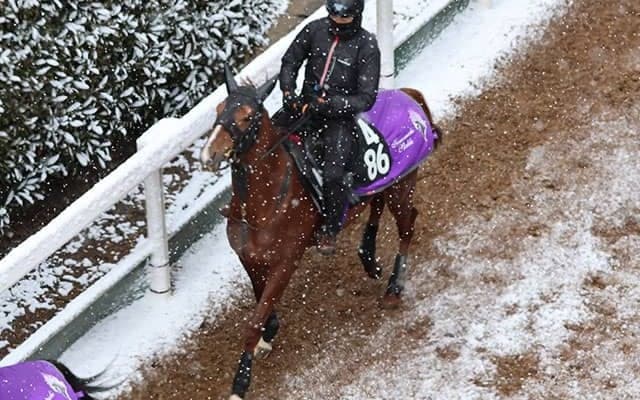 シヴァースなど、先週の入厩情報/栗東トレセンニュース