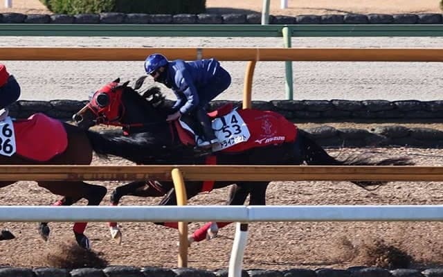 ドライスタウトなど、根岸S1週前追い切り速報/栗東トレセンニュース
