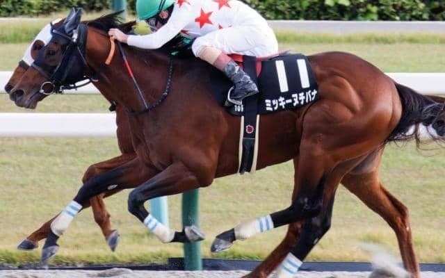 砂の良血が東海Sで重賞初挑戦 ニキーヤ系に久々のタイトルもたらすか