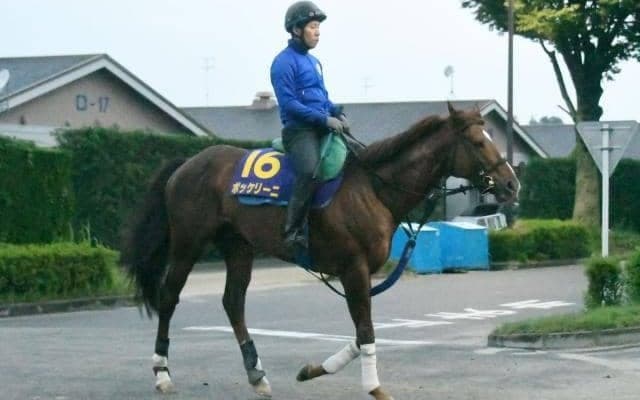 【AJCC予想】穴党寄りのAIが指名したのは意外にも人気馬 実績豊富な8歳古豪が馬券の中心になる？