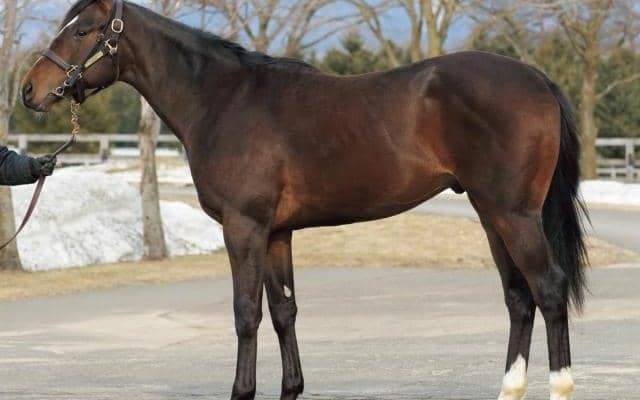 【JRA新馬戦】サラフィナの仔カルデア、セレクトセール2億円超えのスピノザなどがデビュー