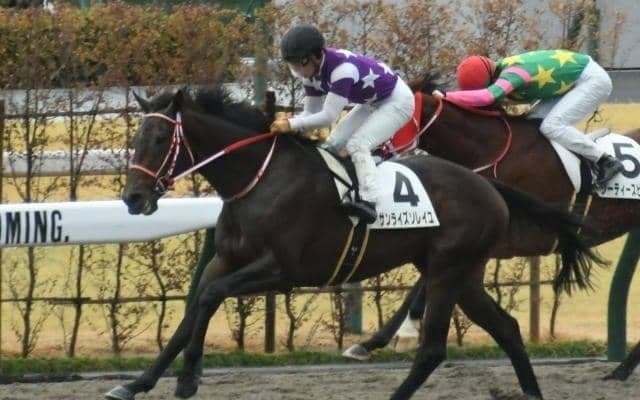 【京都2R新馬戦結果】キズナ産駒サンライズソレイユが人気に応え差し切りV