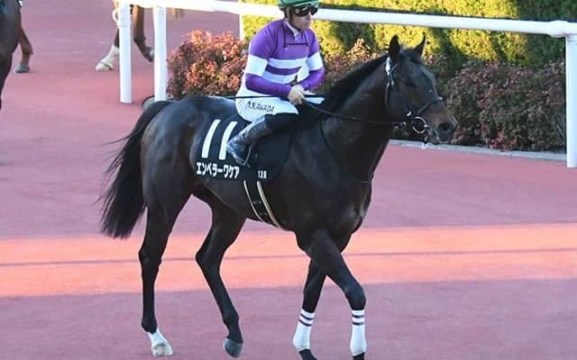 【根岸S想定騎手】エンペラーワケアは川田将雅騎手、サンライズフレイムは藤岡康太騎手