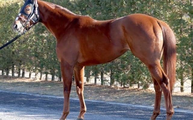 “GI級の臀部”を持つ上がり馬が根岸Sで重賞初挑戦 「東京コースへの適性が低いはずがない！」