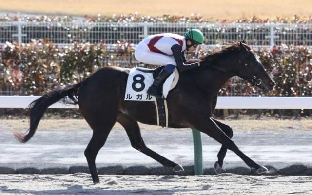 【シルクロードS出走馬・騎手確定】ルガル＆西村淳也騎手、アグリ＆坂井瑠星騎手など18頭