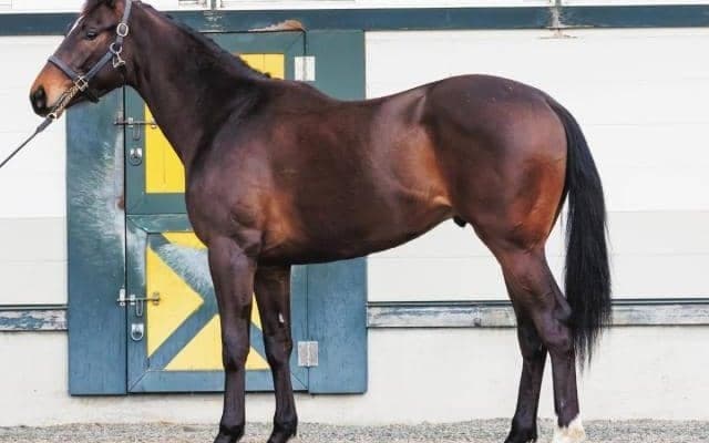 【JRA新馬戦】マリアライトの仔マリガーネット、カワカミプリンセスの仔ラブアンドラッキーなどが登場