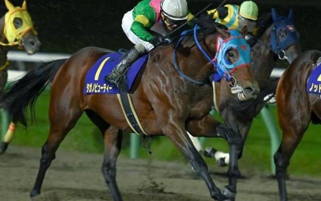 タガノビューティー悲願の初タイトルへ 根岸Sで“14度目の正直”なるか