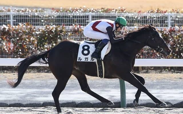 【シルクロードS前日オッズ】ルガルが3.4倍で1番人気